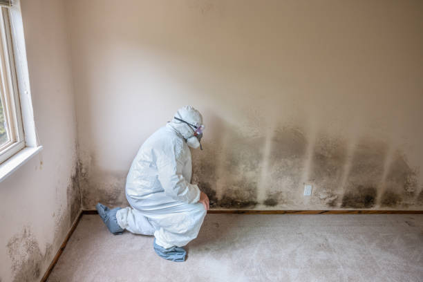 Best Mold Prevention Services  in Frankfort Square, IL